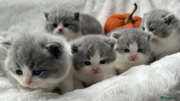 British Shorthair cats - Advert 16
