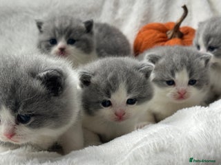 British Shorthair cats - Advert 28