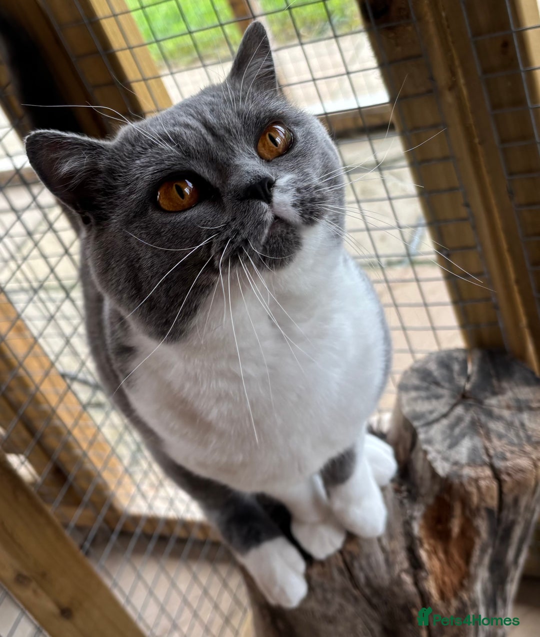 British Shorthair cats for sale: 3 Beautiful solid blue males  - Image 2
