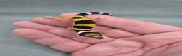 Leopard Gecko reptiles for sale: 2026 leopard gecko hatchlings  - Advert 12