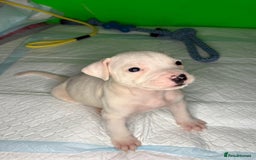 American Bulldog dogs for sale: American Bulldog - Image 13