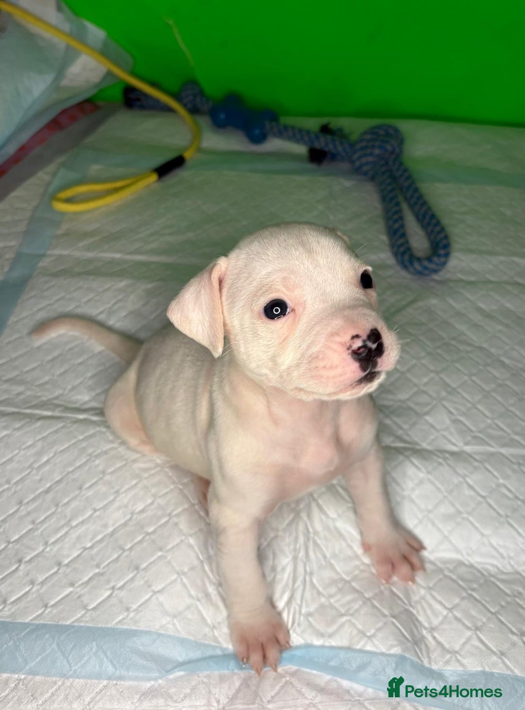 American Bulldog dogs for sale: American Bulldog - Image 13