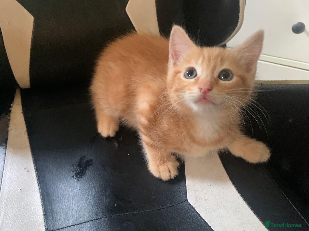 Mixed Breed cats for sale: Five Gorgeous Kittens available now ! - Image 17