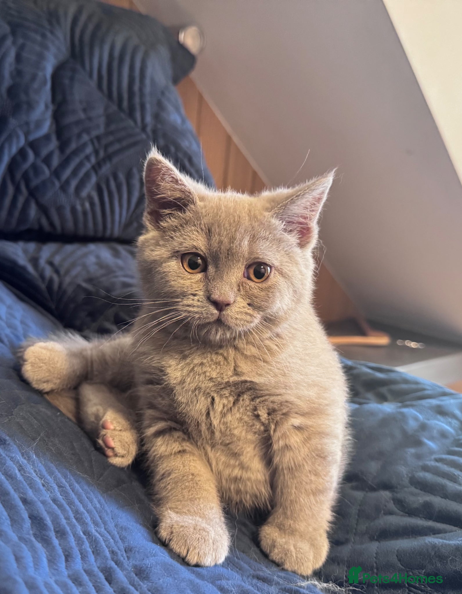 British Shorthair cats for sale: Pedigree British Short Hair kitten  - Advert 1