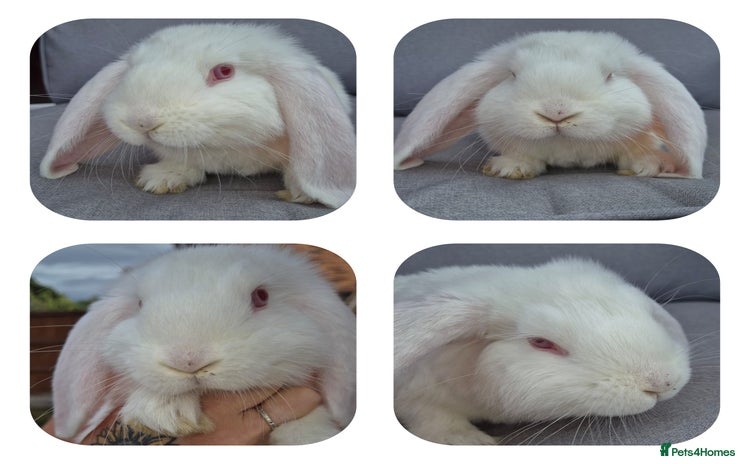 French Lop rabbits - Advert 1