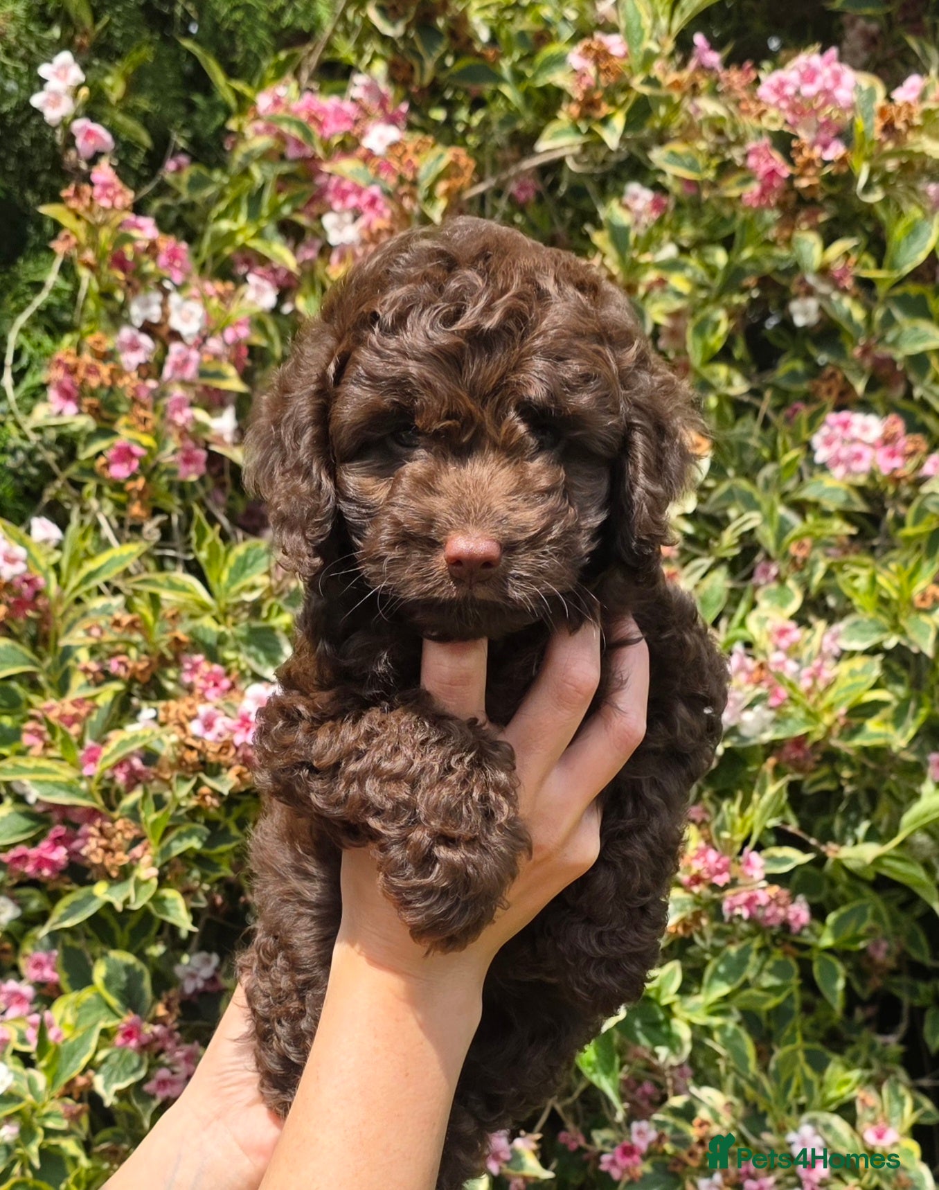 Cockapoo dogs ready to leave 💙  - Advert 2