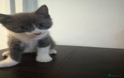Mixed Breed cats for sale: 4 adorable kittens ready to leave  - Image 4
