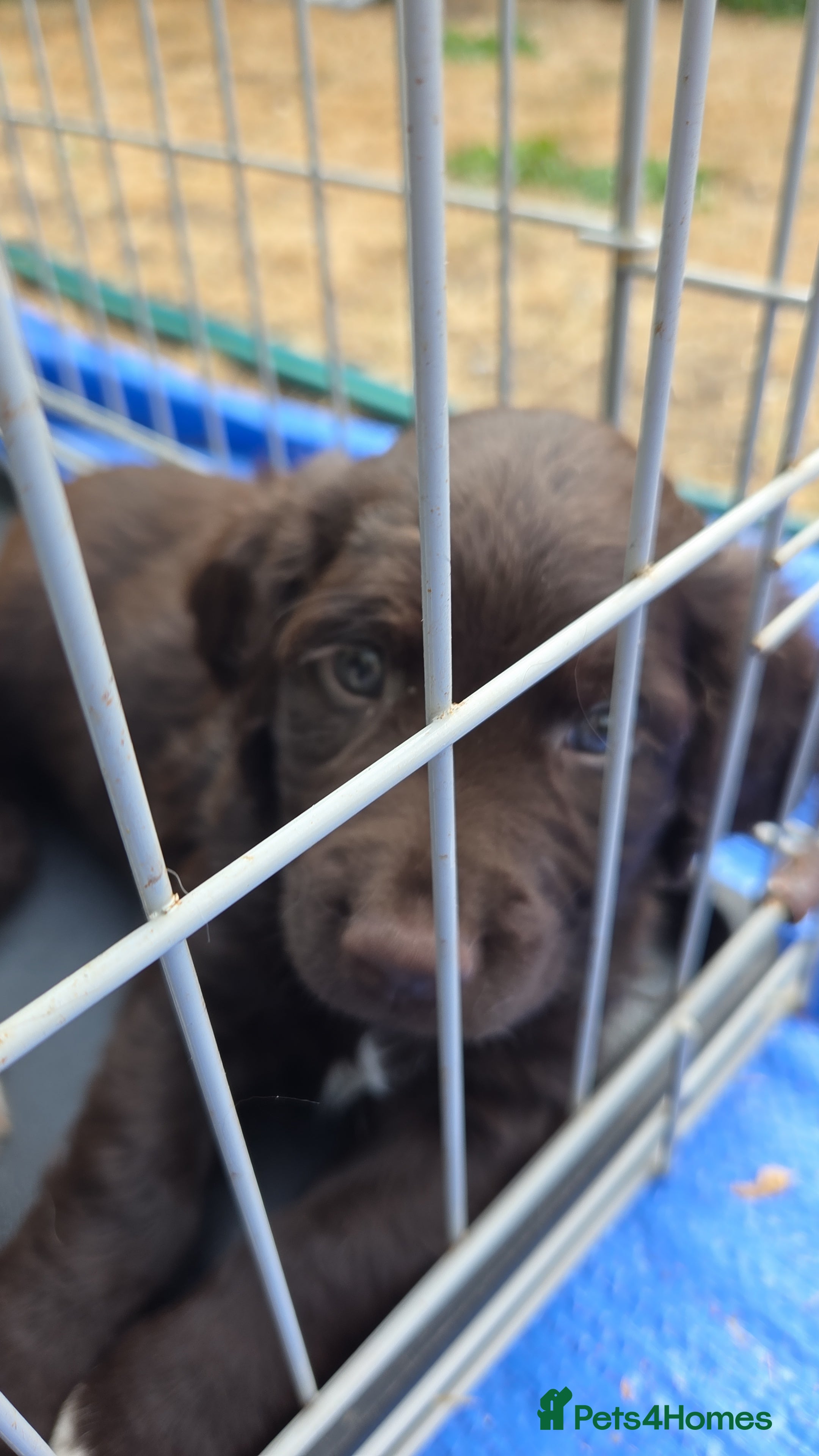 English Springer Spaniel dogs Beautiful Springers looking for forever homes - Advert 2