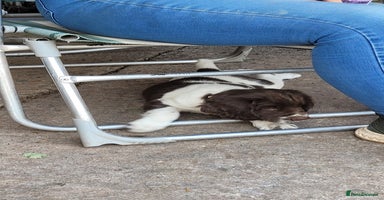 English Springer Spaniel dogs - Advert 12