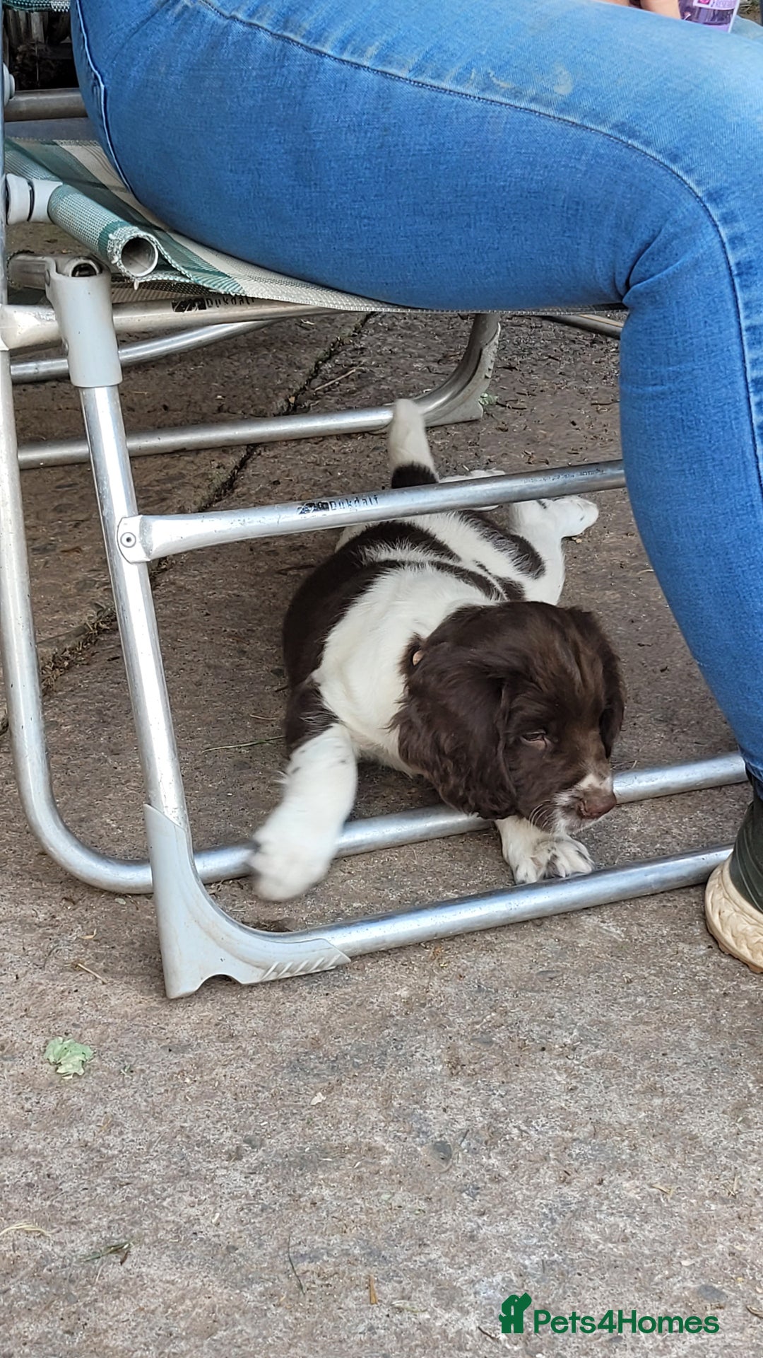 English Springer Spaniel dogs for sale: KC Working English Springer Spaniel puppies  - Image 3