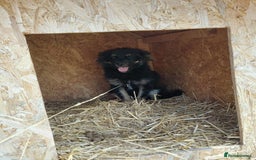Mixed Breed dogs for adoption: ROBY, a superb puppy boy - for a Loving Home - Image 4