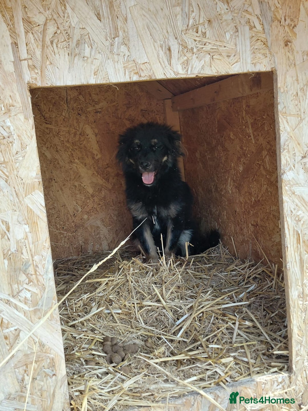 Mixed Breed dogs for adoption: ROBY, a superb puppy boy - for a Loving Home - Image 4