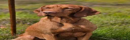 Hungarian Vizsla dogs for sale: Hungarian Wirehaired Vizsla in Falkirk - Advert 5