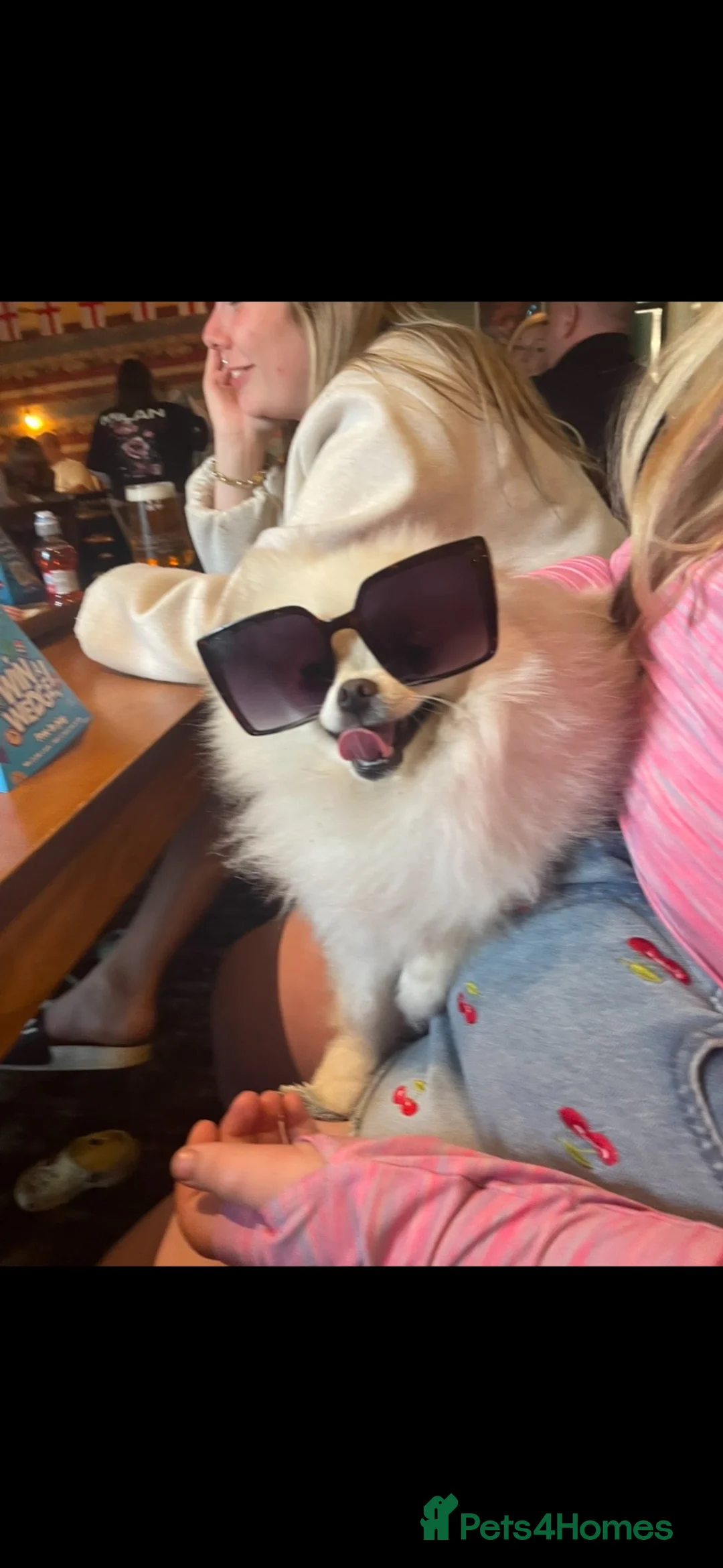 Pomeranian dogs for sale: Pomeranian puppy’s  - Advert 7