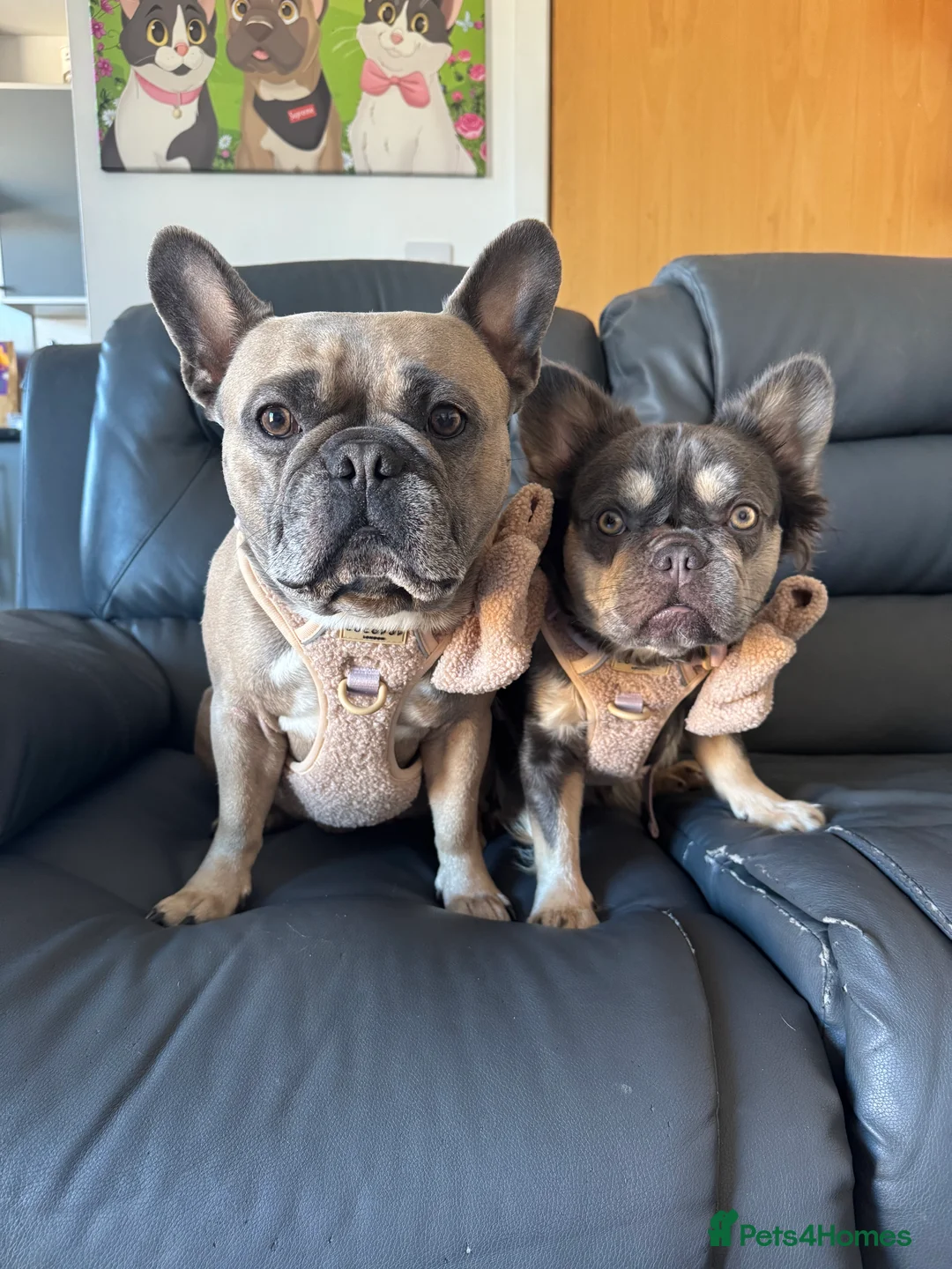 Gallery Image {{count}}