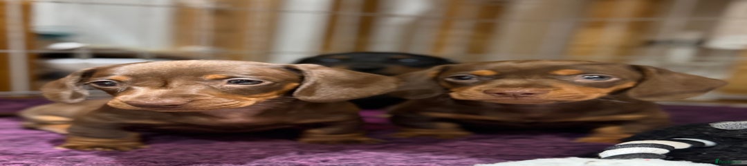 Miniature Dachshund Puppy 1