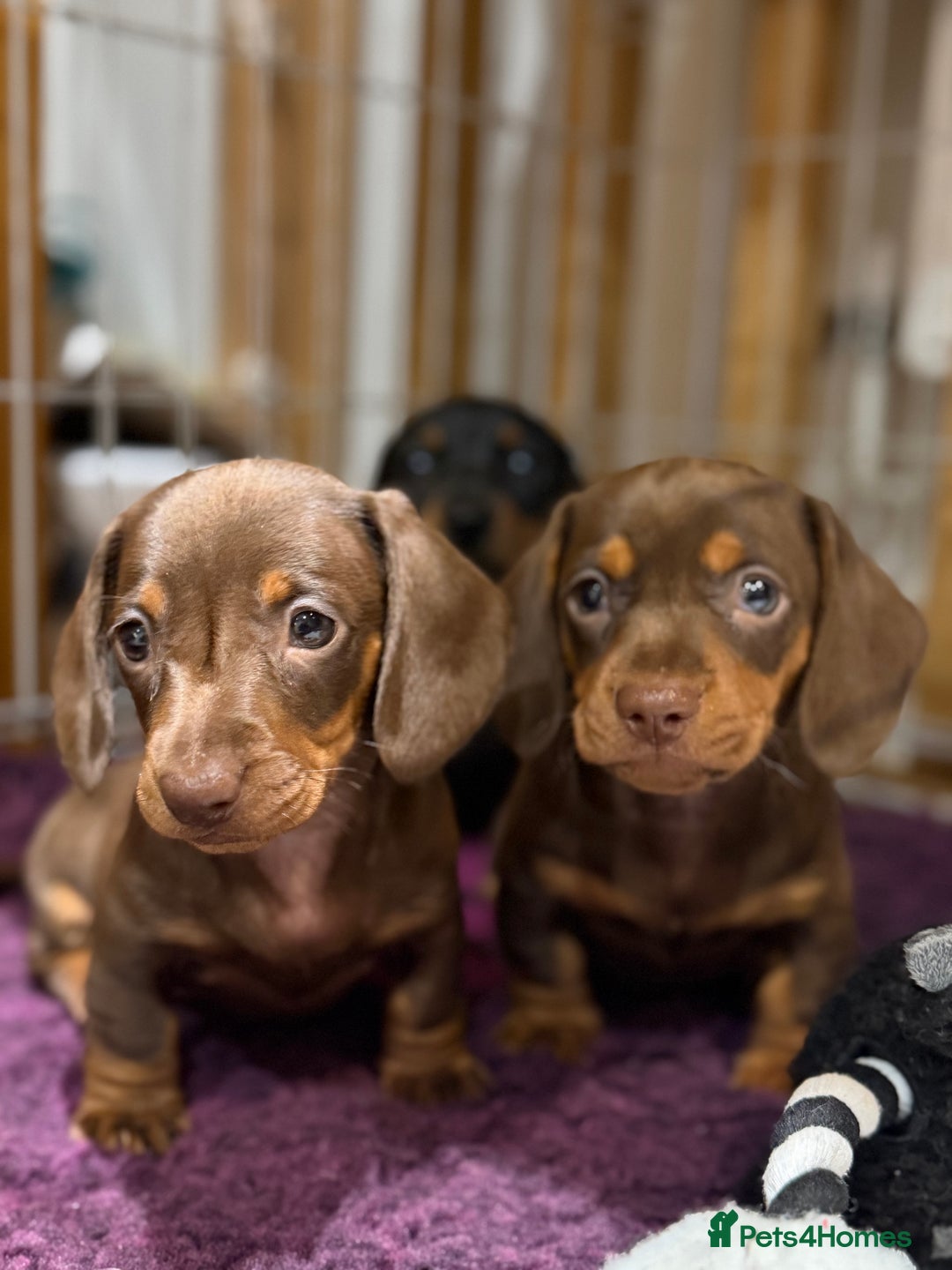 Miniature Dachshund dogs for sale: Gorgeous Miniature Dachshund boys - Advert 8
