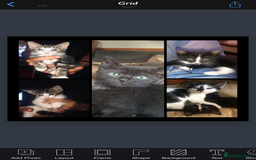 Mixed Breed cats for sale: Kittens  - Image 1
