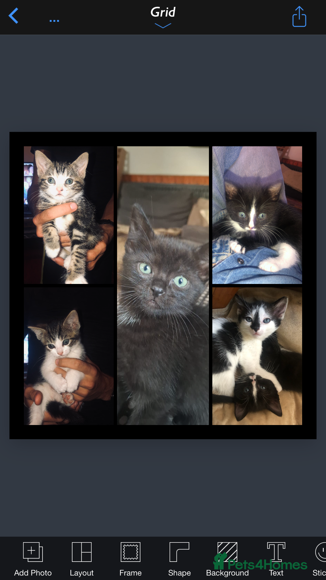 Mixed Breed cats for sale: Kittens  - Image 1
