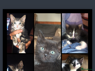 Mixed Breed cats - Advert 17