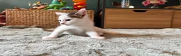 Mixed Breed cats for sale: Kitten - Advert 6