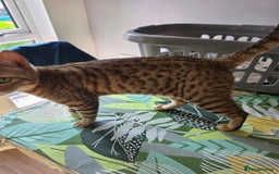 Bengal cats for sale: Half bengal female cat - Image 2