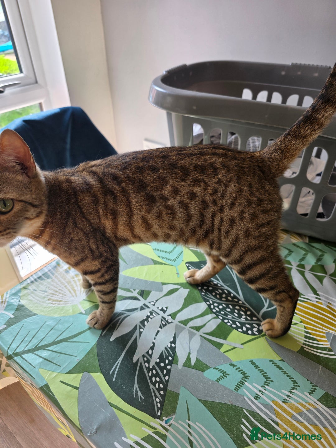 Bengal cats for sale: Half bengal female cat - Image 2