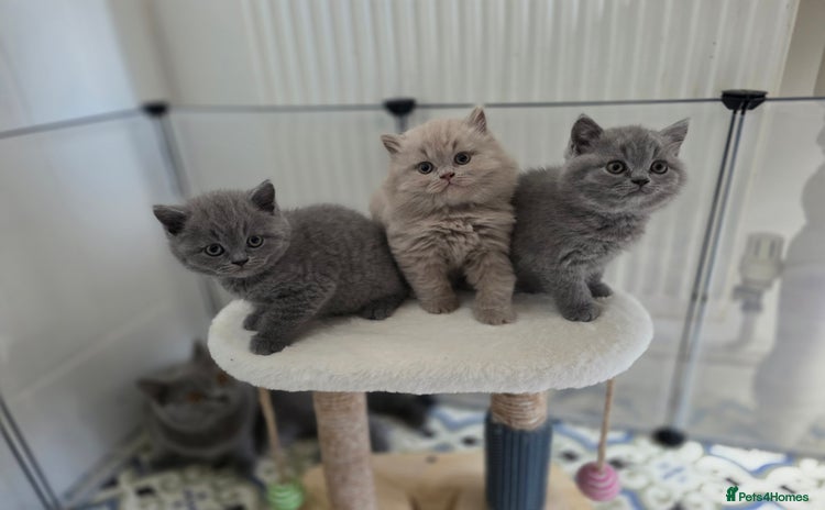 British Shorthair cats - Advert 2