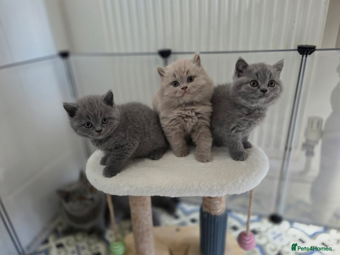British Shorthair cats for sale: READY Pedigree British shorthair  - Image 3