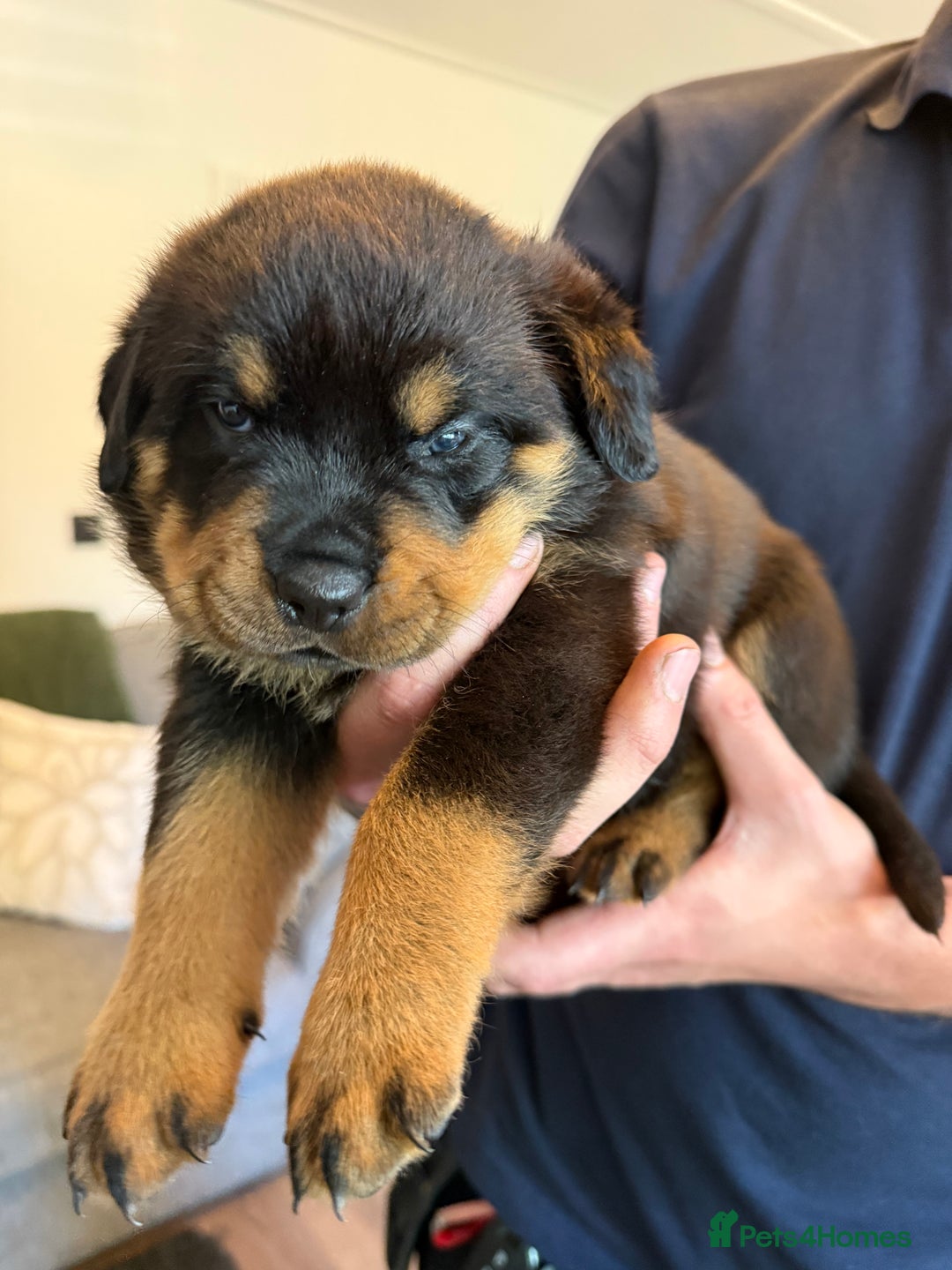 Rottweiler dogs for sale: Rottweiler puppies  - Image 8