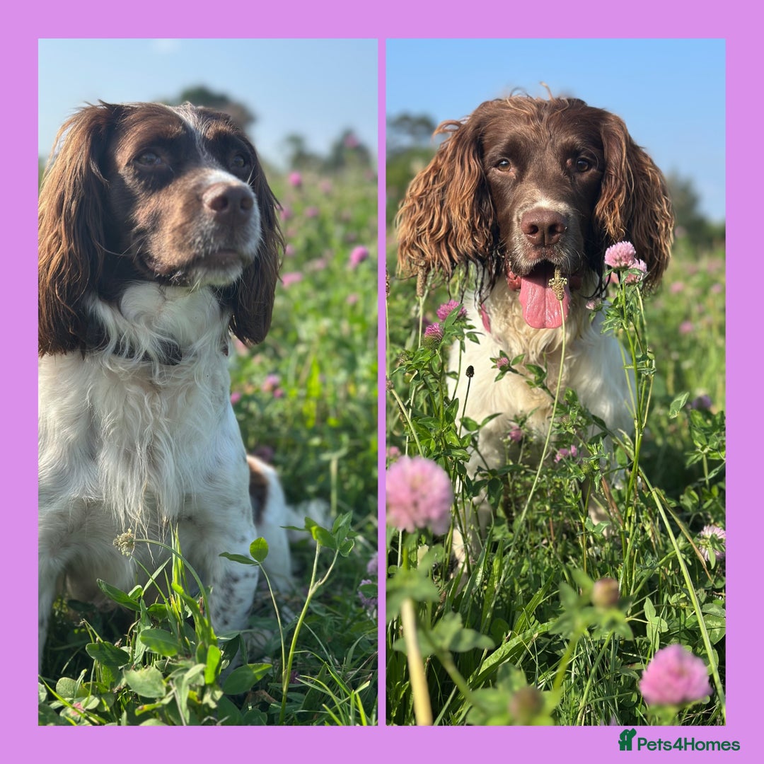 English Springer Spaniel dogs for sale: Springer spaniel puppies  - Image 13