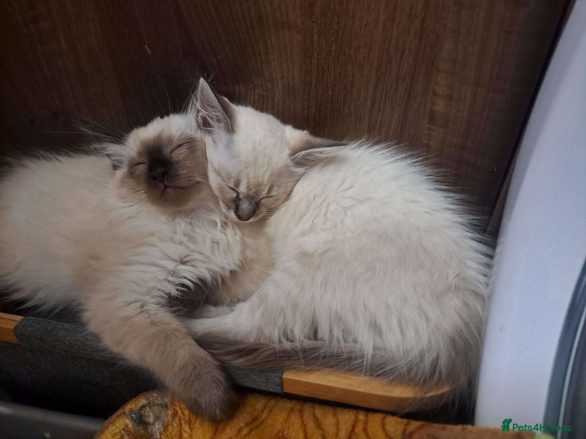 Mixed Breed cats READY nOW last kitten girl blue-eyed  - Advert 1