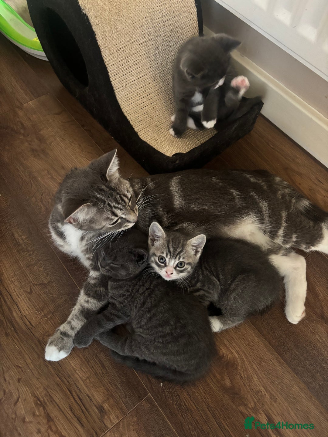 British Shorthair cats for sale: Adorable unique kittens- BSH dad X Ragdoll mum - Image 4