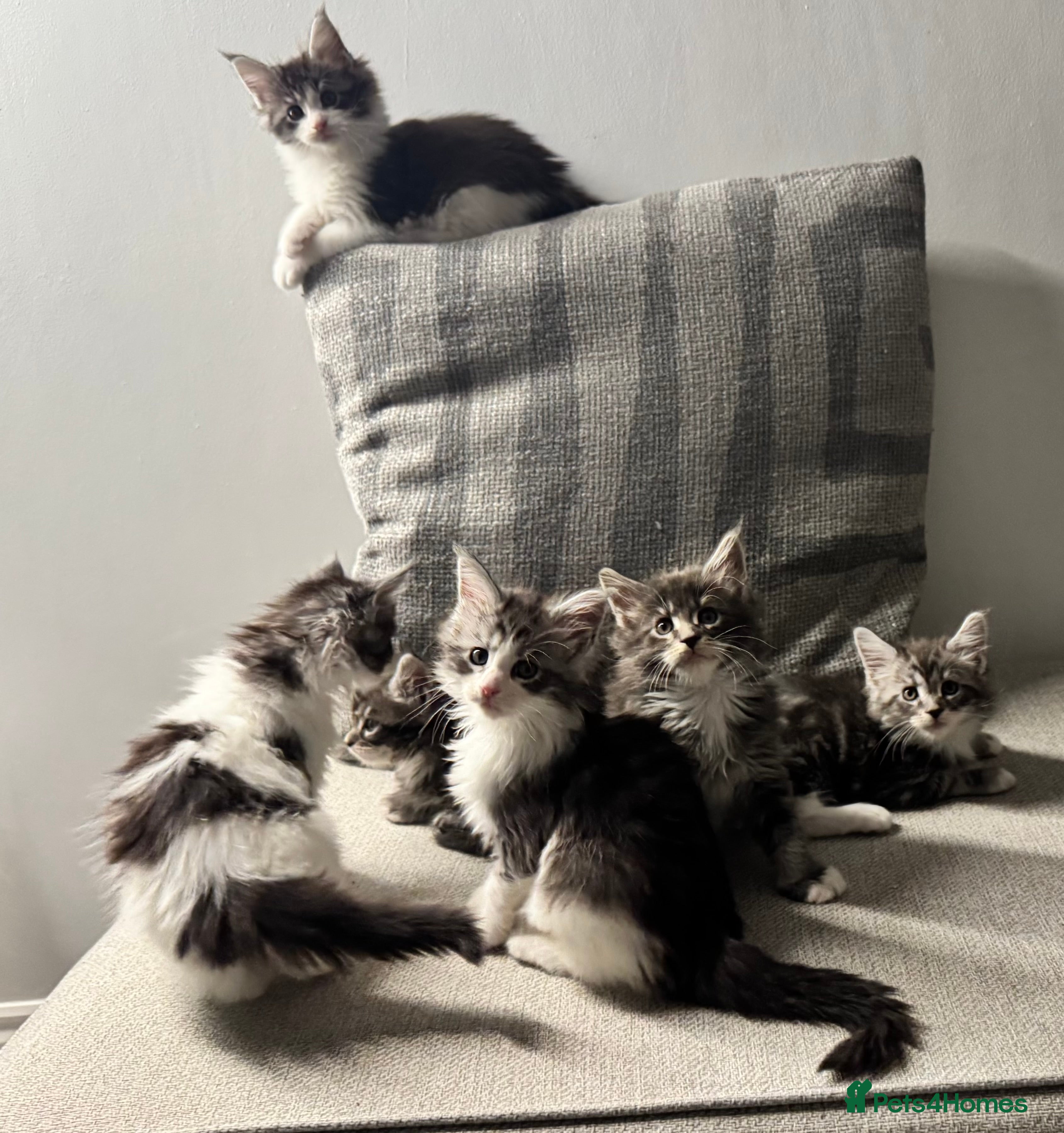 Maine Coon cats Maine Coon kittens - Beautiful and cheeky  - Advert 13
