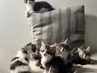 Maine Coon cats Maine Coon kittens - Beautiful and cheeky - Advert 13