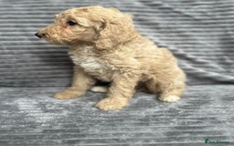 Goldendoodle dogs for sale: STUNNING GOLDEN DOODLES READY NOW - Image 14