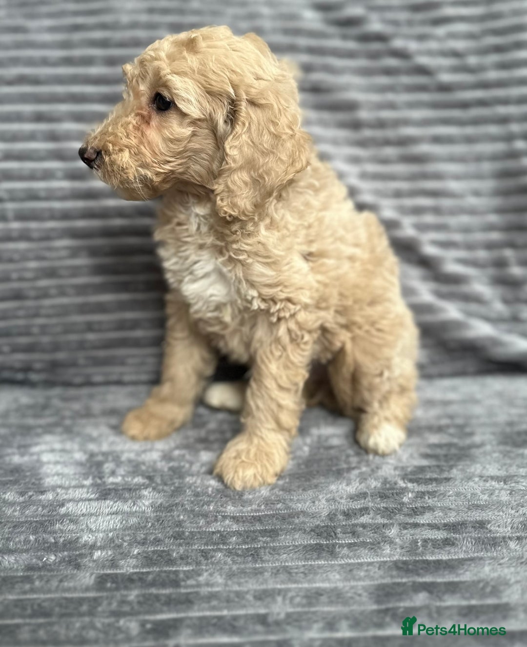 Goldendoodle dogs for sale: STUNNING GOLDEN DOODLES READY NOW - Image 14