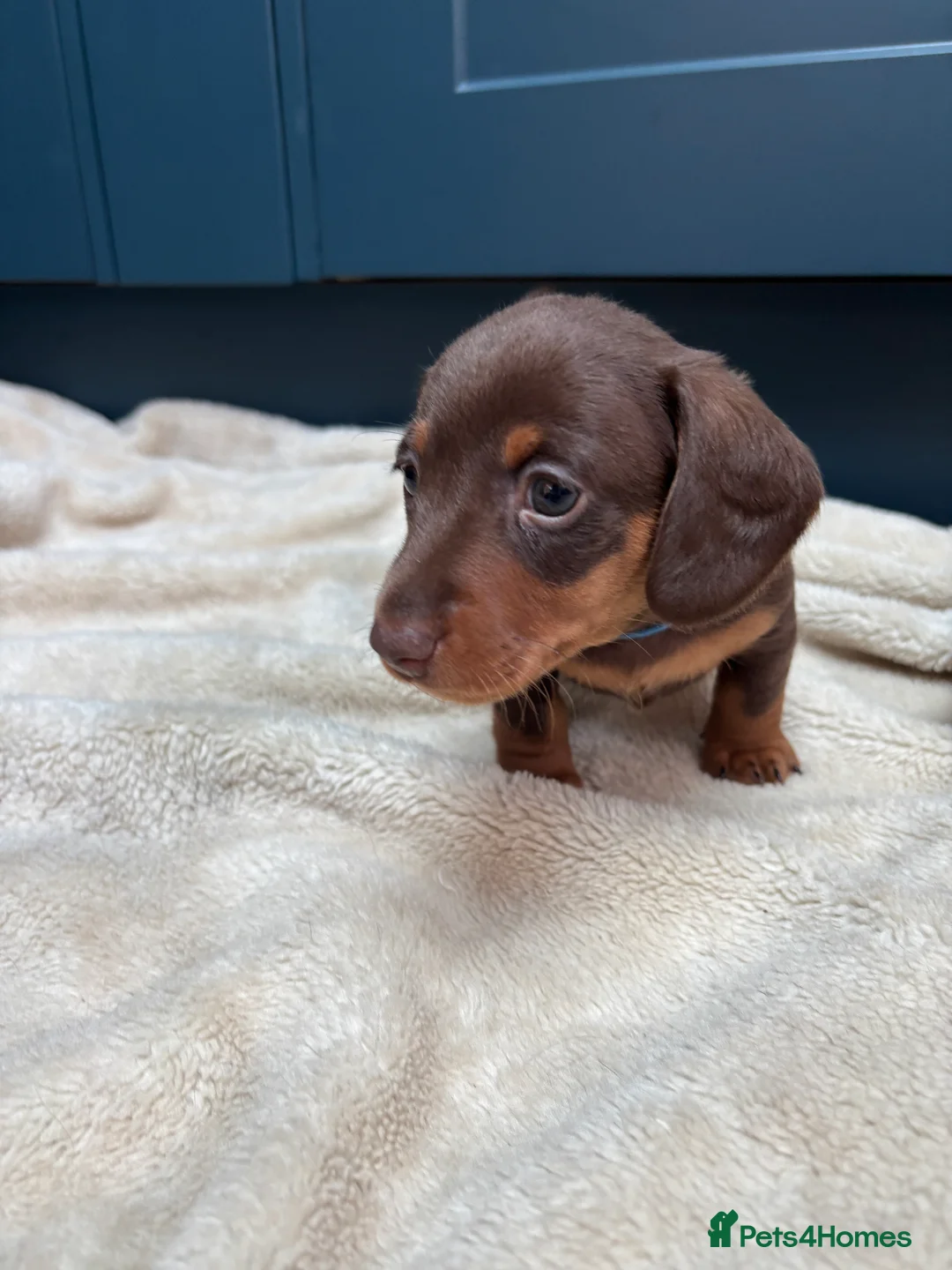 Miniature Dachshund dogs for sale: KC registered health tested miniature dachshunds - Advert 9
