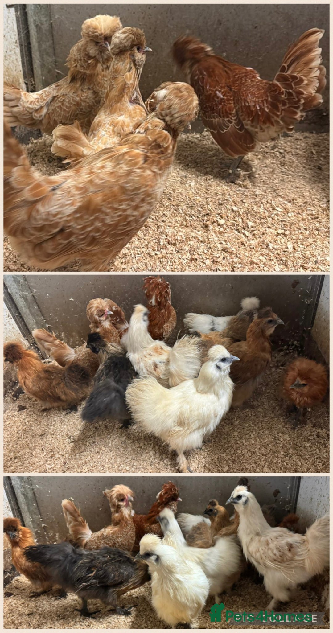 Chickens poultry for sale: Chamois Polish chickens - Image 1