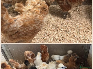 Chickens poultry - Advert 20