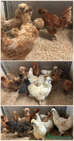 Chickens poultry - Advert 7