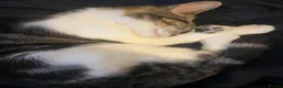 Mixed Breed cats for sale: 1 year old kitten(female)  in Sheffield - Advert 1