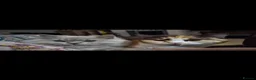 British Shorthair cats for sale: Beautiful British short and longhair kittens 🤎🧸  - Advert 4