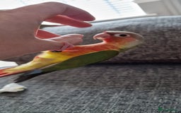 Conures birds for sale: Beautiful fully hand reared conure baby's  - Advert 21