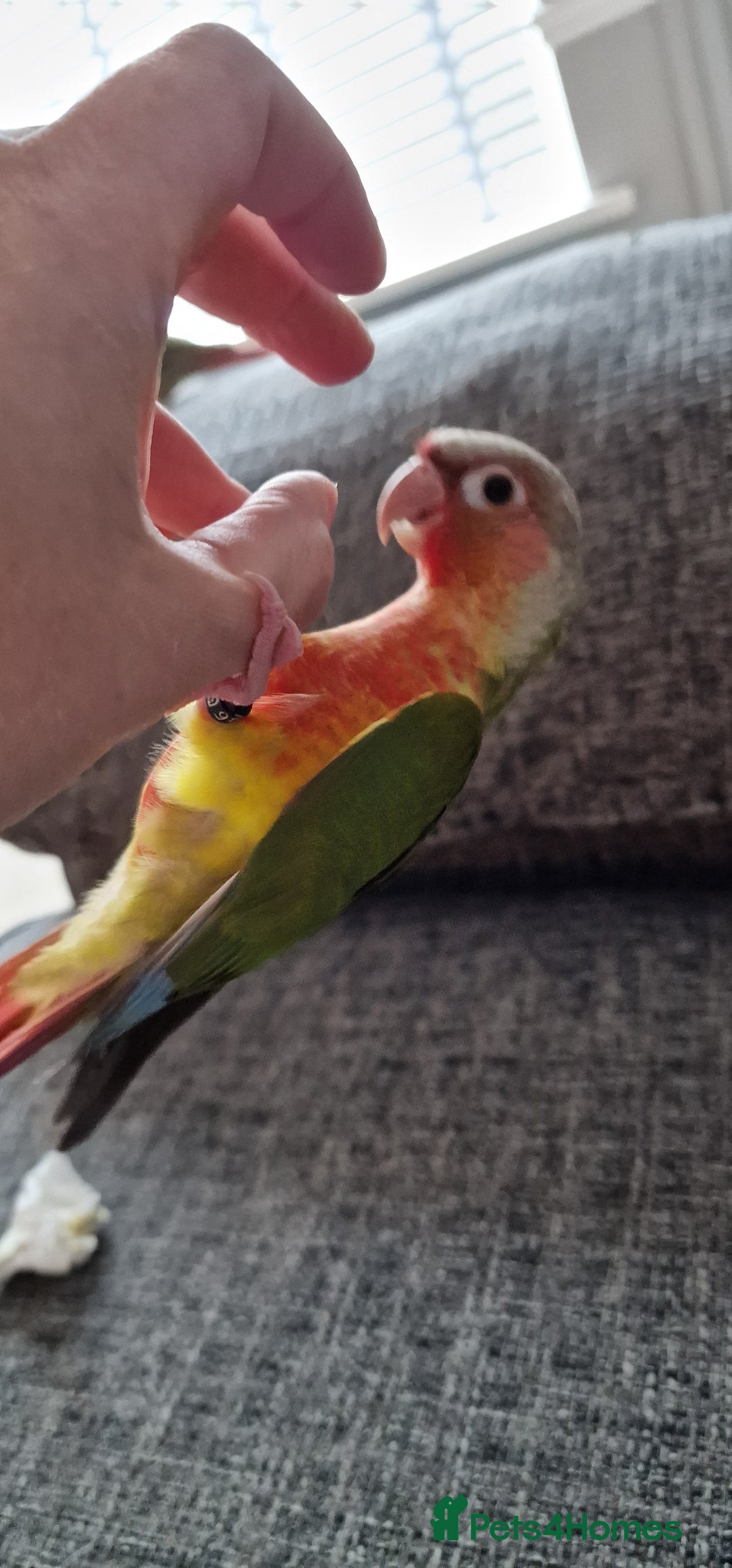 Conures birds for sale: Beautiful fully hand reared conure baby's  - Advert 21