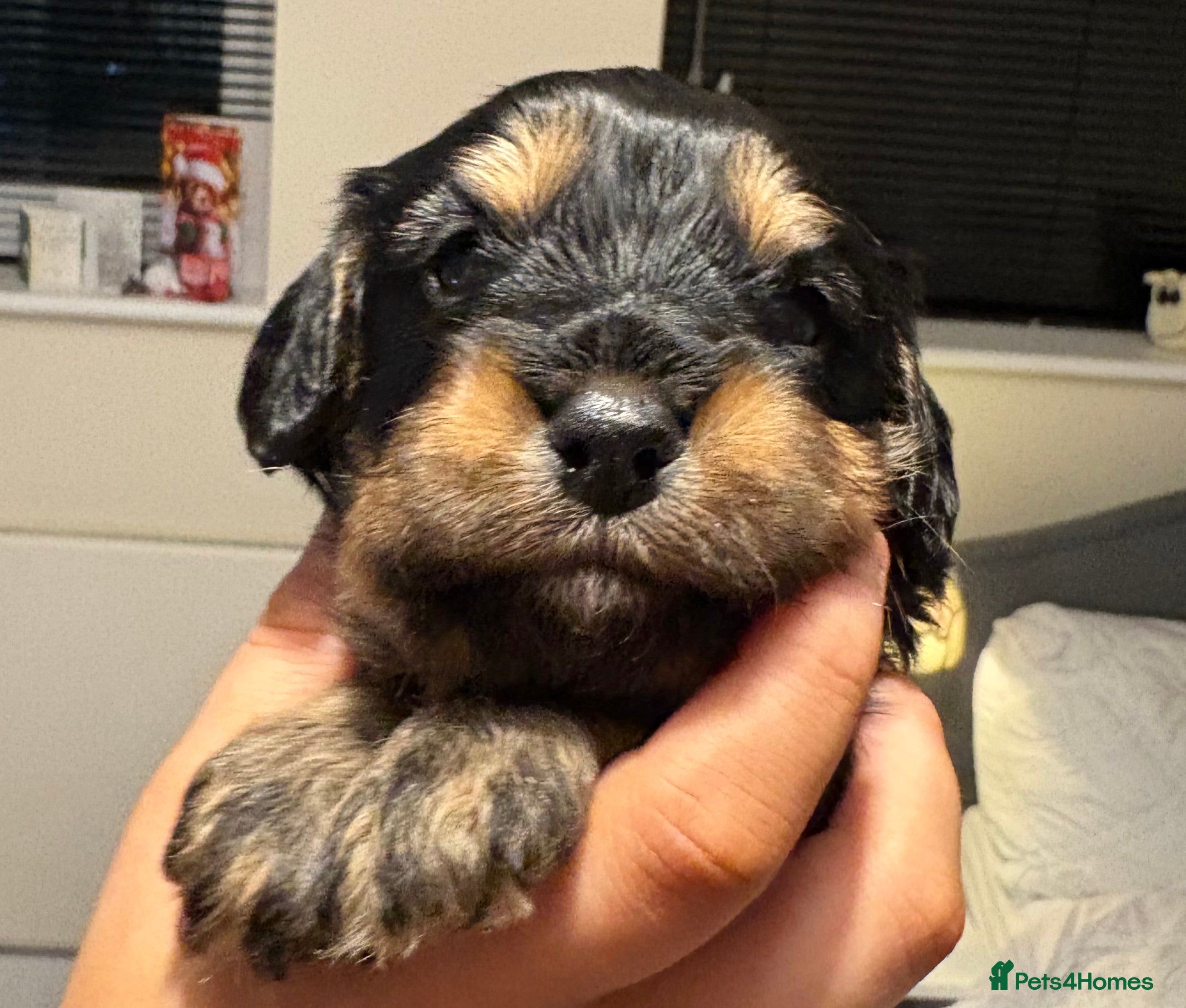 Mixed Breed dogs Beautiful Cavapoo puppies  - Advert 8