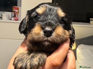 Mixed Breed dogs Beautiful Cavapoo puppies - Advert 8