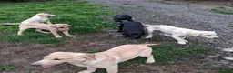 Labrador Retriever dogs for sale: Labrador  - Advert 5