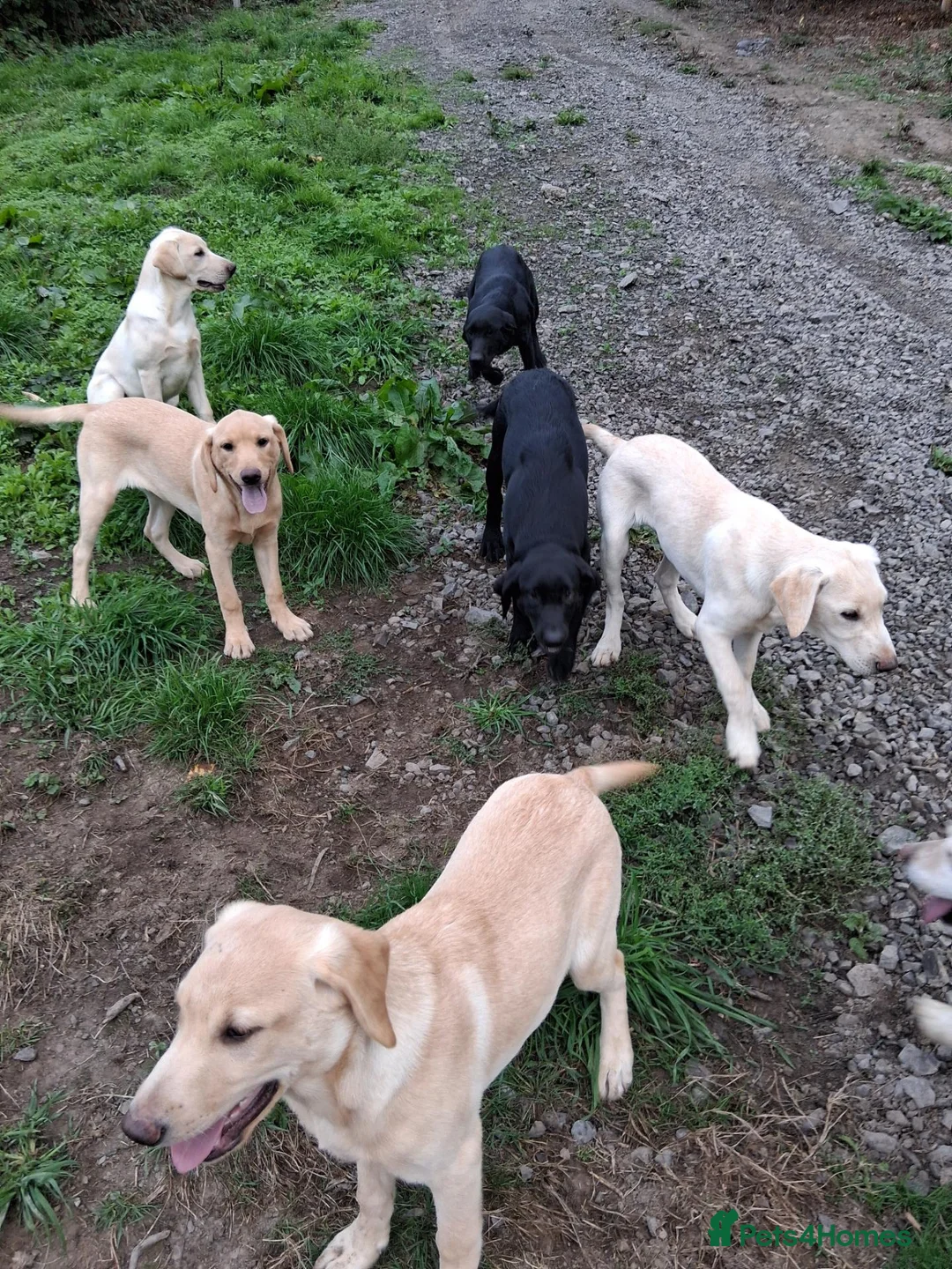 Labrador Retriever dogs for sale: Labrador  - Advert 5