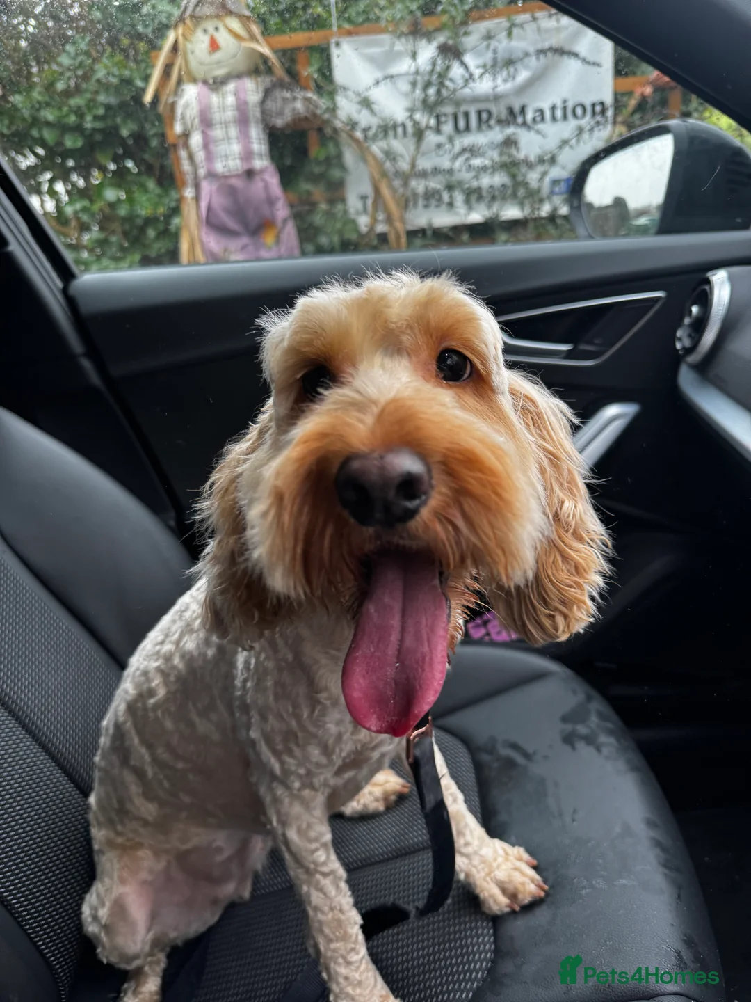 Cockapoo dogs for sale: Female cockapoo  in North Ferriby - Advert 1